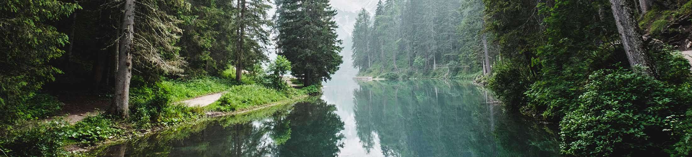 forest and river